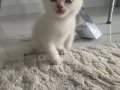 1aylık çok tatlı kedimiz