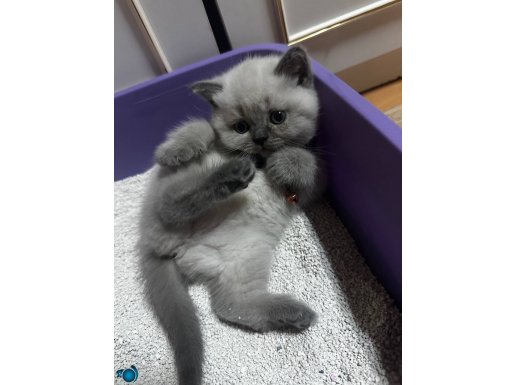 British blue point