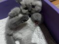 British blue point