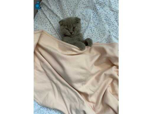 Yavru kedi Acil Sahiplen