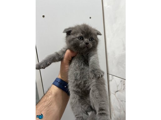 Çok sağlıklı yavrular 