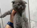 Çok sağlıklı yavrular 