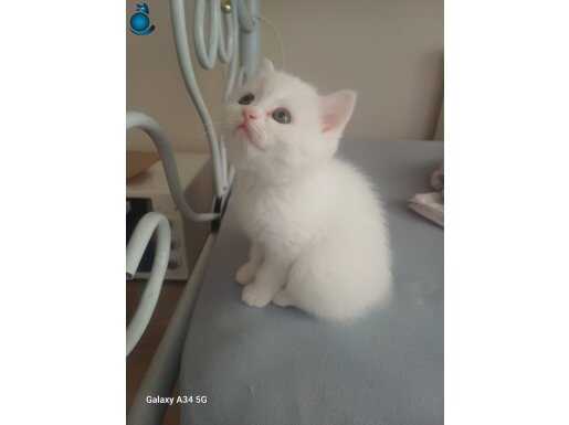 Minnoş tatlış kedimiz
