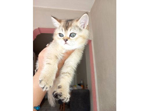 OYNAMAYI SEVEN GOLDEN KEDİ