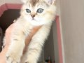 OYNAMAYI SEVEN GOLDEN KEDİ