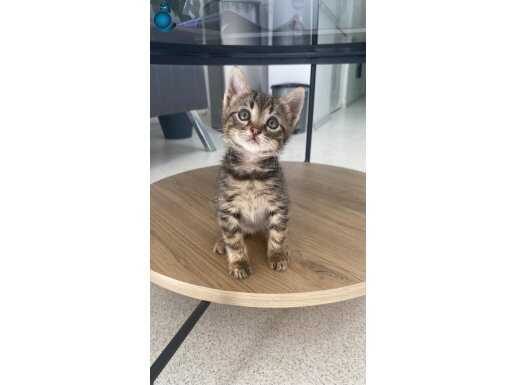 Oyuncu minik bebek