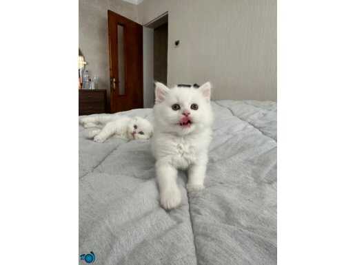 Son 2 pamuk şekerimiz