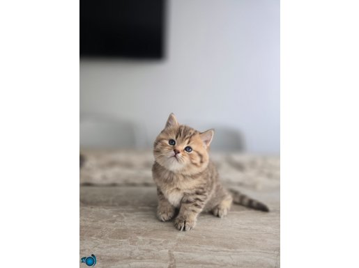 SAFKAN ( AY12 ) ve ( NY15 ) kodlu 2 aylık yavrularımız