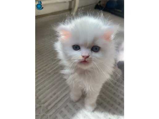 Yavru kedi