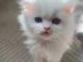 Yavru kedi