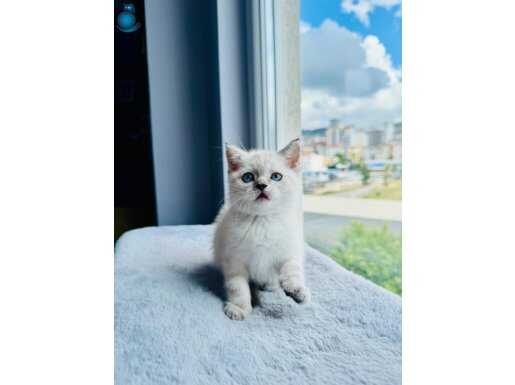 British shorthair Blue Point A Kalite Bebekler