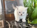 40 Günlük Safkan Blue Point Bebekler