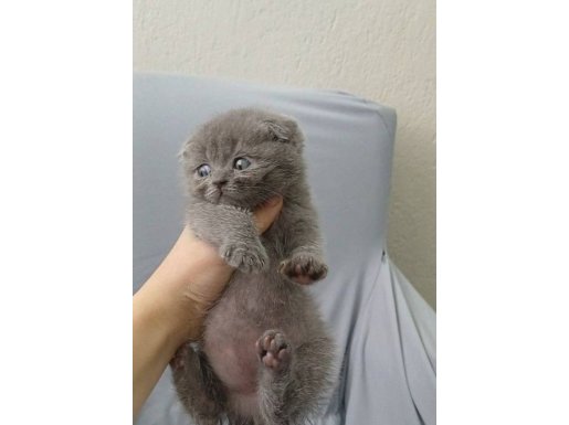 Prensese Yuva Arıyorum