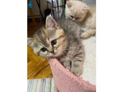 Chinchilla ve British Shorthair Kırması Yavrular
