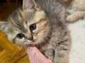Chinchilla ve British Shorthair Kırması Yavrular