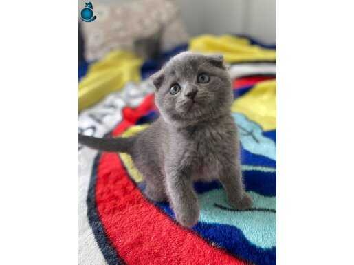 Scottish fold yavru 2 erkek british yavru 1 disi 