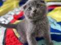 Scottish fold yavru 2 erkek british yavru 1 disi 