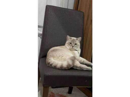 BRİTİSH SHORTHAİR BEYAZ MAVİ GÖZLÜ