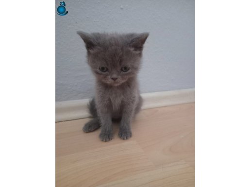 British Shorthair Bebekler