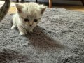BU GÜZEL YAVRULAR SAHİPLENDİRİYORUZ