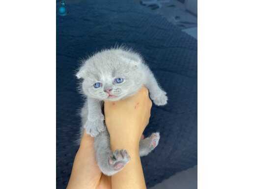 Scottish Fold Mucizesi burada 