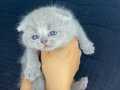 Scottish Fold Mucizesi burada 