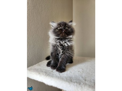 İpek Tüylü British Longhair Yavrular Yeni Yuvasını Arıyor