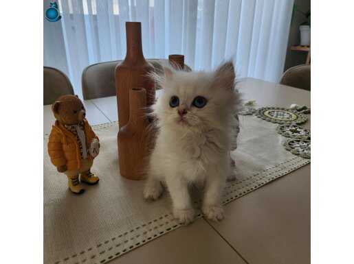 British silver point longhair ny1233 blue eyes dişi