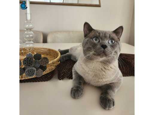 British blue point shorthair erkek