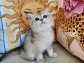 BRİTİSH SHORTHAİR GOLDEN AY12