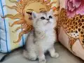 BRİTİSH SHORTHAİR GOLDEN AY12