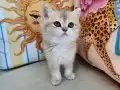 BRİTİSH SHORTHAİR GOLDEN AY12
