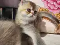 Golden Bebekler 
