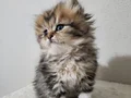 British Longhair bebeklerim