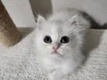 British Longhair bebeklerim