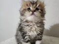 British Longhair bebeklerim