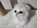 British Longhair bebeklerim