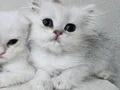 British Longhair bebeklerim