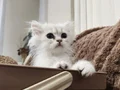 British Longhair bebeklerim