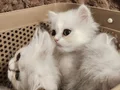 British Longhair bebeklerim