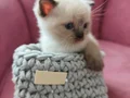 British Longhair bebeklerim