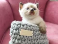 British Longhair bebeklerim