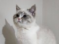 British shorthair 2 aylık dişi