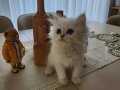 British silver point longhair ny1233 blue eyes dişi