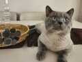 British blue point shorthair erkek