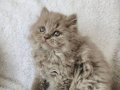 Kocaeli Darıca’da Lilac ve Tabby White British Longhair Yavrular