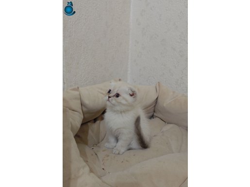 Scottish fold yavru kedi 