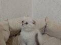 Scottish fold yavru kedi 