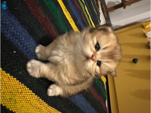 British Longhair Dişi 2,5 aylık