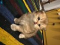 British Longhair Dişi 2,5 aylık
